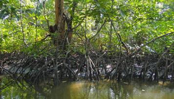 Kirala Kelle Estuary